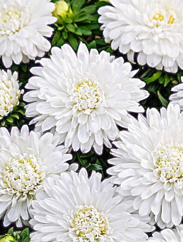 Kininis ratilis žemaūgis baltas pilnaviduris, 0,8g (Callistephus chinensis fl. pl.)