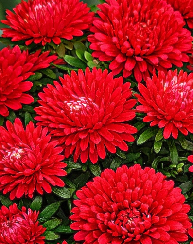 Kininis ratilis žemaūgis raudonas pilnaviduris, 0,8g (Callistephus chinensis fl. pl.)