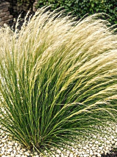 Ašuotė 'Pony tails' ,Sėklų 0,1g (STIPA TENUISSIMA)