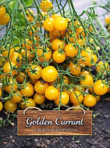 Laukiniai (serbentiniai) pomidorai 5 sėklos (Solanum pimpinellifolium)