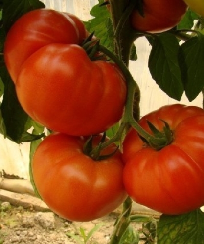 Valgomieji pomidorai Berberana H 10 sėklų (lot. Lycopersicon esculentum)