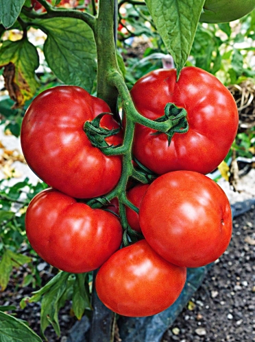 Valgomieji pomidorai Rally F1(H) 10 sėklų (Solanum Lycopersicum)