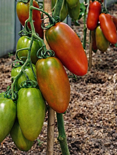 Valgomieji pomidorai 'GIULIETTA' H 10 sėklų (lot. Lycopersicon esculentum)