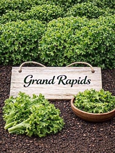 SĖJAMOSIOS SALOTOS 'GRAND RAPIDS' 1700 sėklų  (LACTUCA SATIVA)