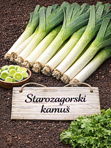 Daržiniai porai 'Starozagorski kamuš' 480 sėklų (Allium porrum)