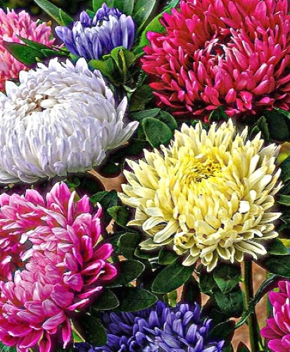 Kininiai ratiliai, bijūniniai, mišinys 200 sėklų (Callistephus chinensis)