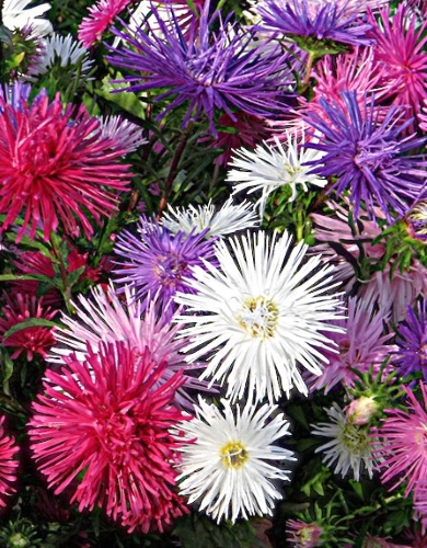 KININIAI RATILIAI 'UNICUM Mix' 200 sėklų Callistephus chinensis)