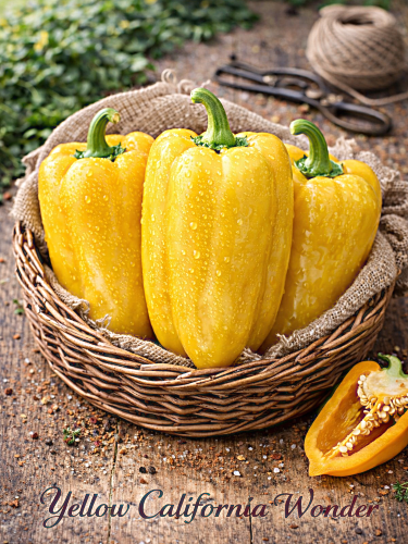 VIENMETĖS PAPRIKOS 'YELLOW CALIFORNIA WONDER' 40 sėklų  (CAPSICUM ANNUUM)