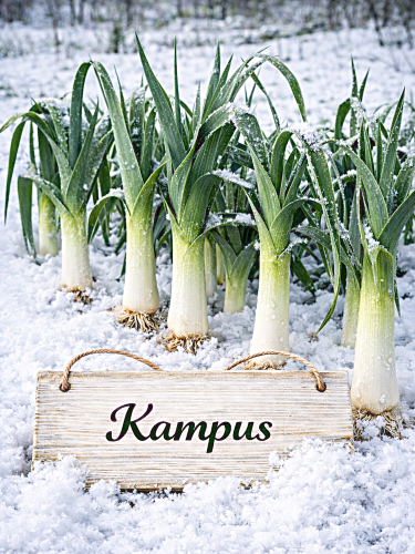 DARŽINIAI PORAI 'KAMPUS' 360 sėklų  (ALLIUM PORRUM)