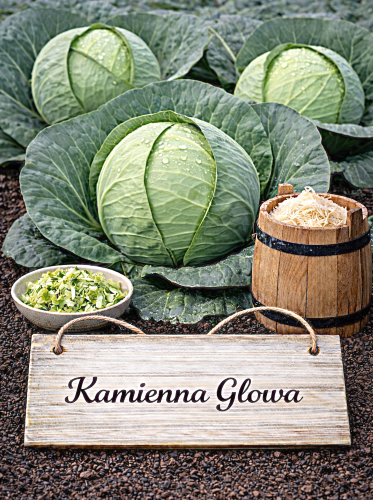 Baltieji gūžiniai kopūstai 'Kamienna Glowa' 480 sėklų (Brassica oleracea convar. capitata var. alba)