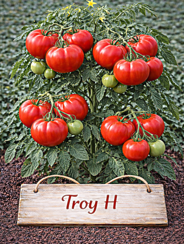 VALGOMIEJI POMIDORAI TROY F1, 10 sėklų (SOLANUM LYCOPERSICUM)