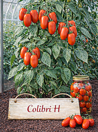 Valgomieji pomidorai Colibri F1(H) 10s (solanum lycopersicum)