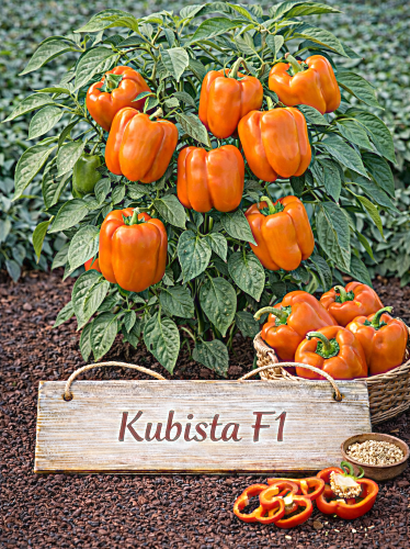 VIENAMETĖS PAPRIKOS KUBISTA F, 10 sėklų ( CAPSICUM ANNUUM)