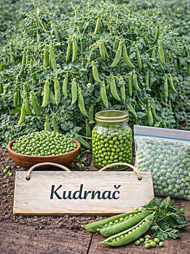 Sėjamieji raukšlėtieji žirniai 'Kudrnač' 150 sėklų (Pisum sativum convar. medullare)
