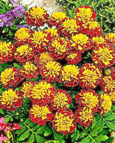 Gvazdikinis serentis 'Petite Harmony'  Sėklų 0,5g ( Tagetes patula nana)