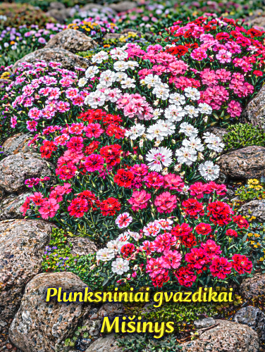 Plunksniniai gvazdikai 'Spring beauty Mix' (Dianthus plumarius) Sėklų 0,5g