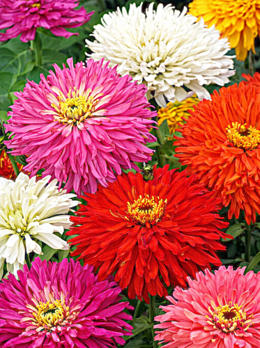 Puikioji gvaizdūnė chrizanteminė, mišinys Sėklų 1g (lot. Zinnia elegans chrys.fl.pl)