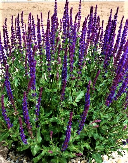 Šalavijas gojinis violetinis Sėklų 0,2g  (Salvia nemorosa)