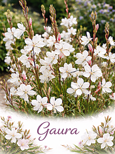 Gaura baltoji Sėklų 0,5g ( Gaura lindheiri)