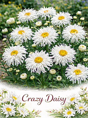 Didžioji baltagalvė 'Crazy Daisy'  Sėklų 0,2g (Chrysanthemum maximum)