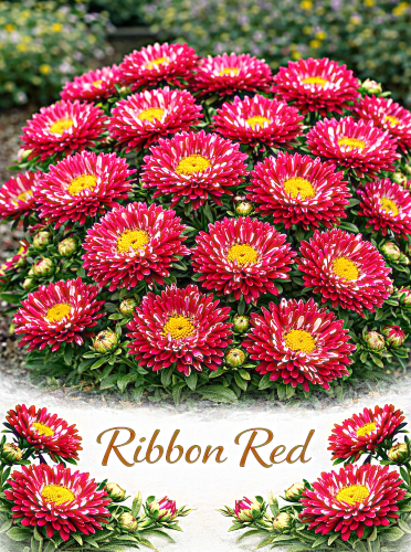 Kininiai ratiliai 'Ribbon Red' Sėklų 0,5g (Callistephus chinensis)