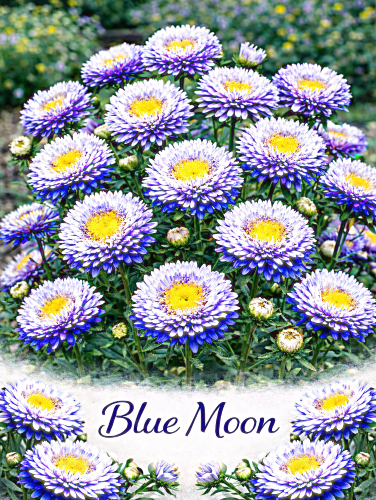 Kininiai ratiliai 'Blue Moon'Sėklų 0,5g  (Callistephus chinensis)