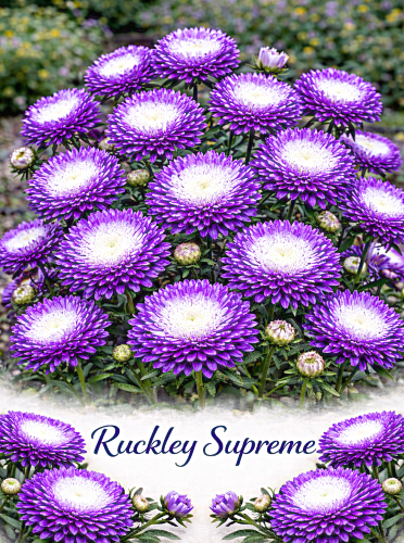 Kininis ratilis (pomponinis) 'Ruckley Supreme' Sėklų 0,5g (Callistephus chinensis)