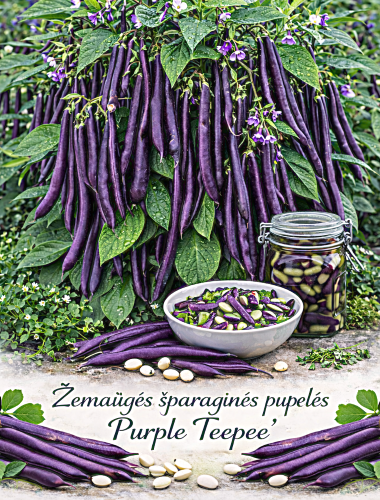 Žemaūgės daržinės šparaginės pupelės 'Purple Teepee' Sėklų 30g (Phaseolus vulgaris)