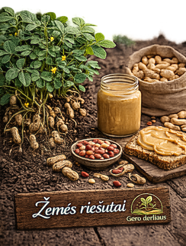 Valgomasis arachis 5 sėklos (Arachis hypogaea)