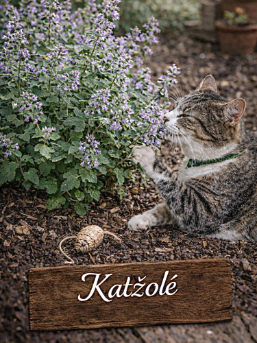 Paprastosjis katžolė Sėklų 0,4g  (Nepeta cataria)