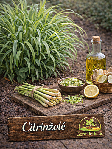 Tikrosios citrinžolės Sėklų 0,1g  (Cymbopogon citratus)