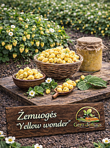 Paprastosios žemuogės 'Yellow Wonder'  Sėklų 0,1g (Fragaria vesca var. Hortensis)
