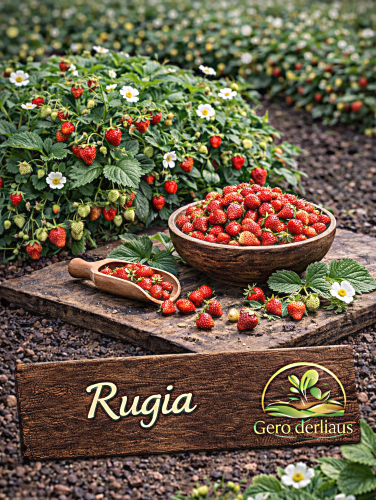 Paprastosios žemuogės 'Rugia' Sėklų 0,2g'(Fragaria vesca var. Hortensis)