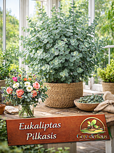 Eukaliptai pilkieji 20 sėklų (Eucalyptus cinerea)