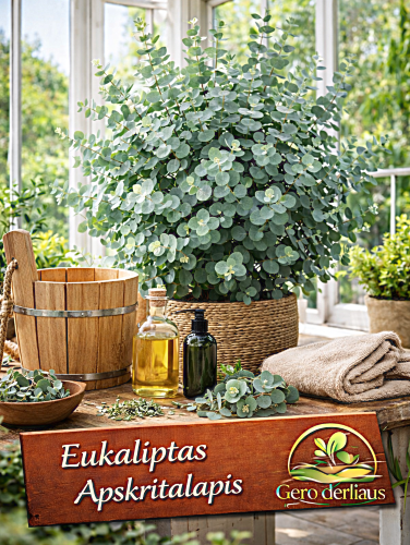 Eukaliptai rutuliniai 10 sėklų (Eucalyptus globulus)