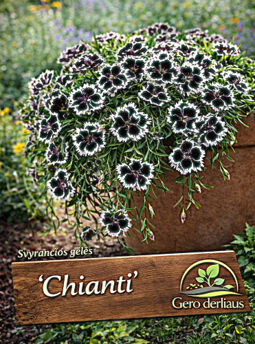 Kininis gvazdikas 'Chianti' Sėklų 0,1g (Dianthus chinensis)