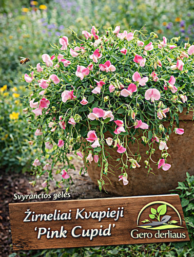 Kvapusis pelėžirnis 'Pink Cupid' Sėklų 1g (Lathyrus odoratus)