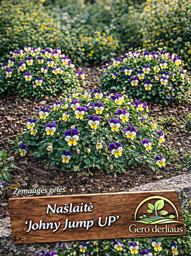 Tiesiaragė našlaitė  'Johnny Jump  Up' S'ėklų 0,3g  (Viola cornuta)