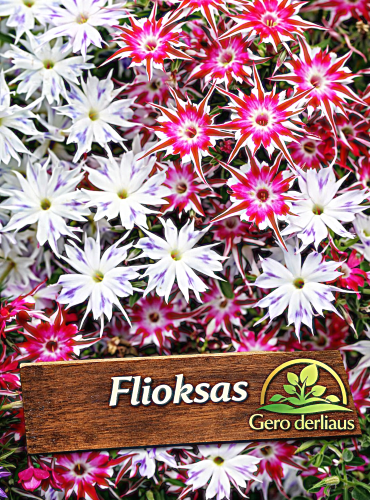 Flioksas žemaūgis drumondo Mix  Sėklų 0,5g (Phlox drummondiicuspidata nana)