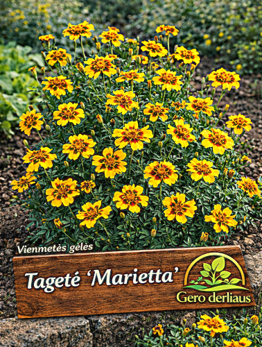 Gvazdikinis serentis 'Marietta' Sėklų 1g  (lot. Tagetes patula nana)
