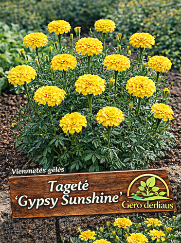 Gvazdikinis serentis 'Gypsy Sunshine' Sėklė 1g (Tagetes patula nana)