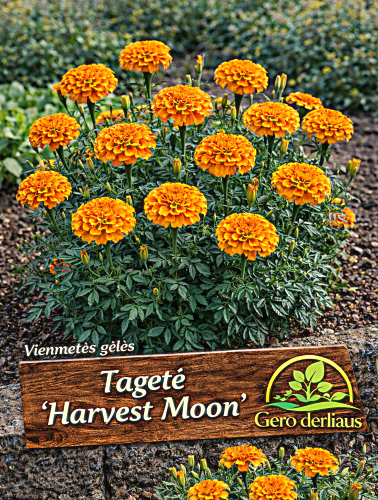 Gvazdikiniai serenčiai 'Harvest Moon'Sėklų 1g  (Tagetes patula nana)
