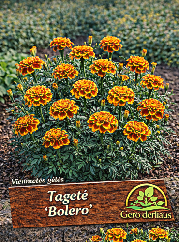 Gvazdikiniai serenčiai 'BOLERO' Sėklų 1g (Tagetes patula nana)