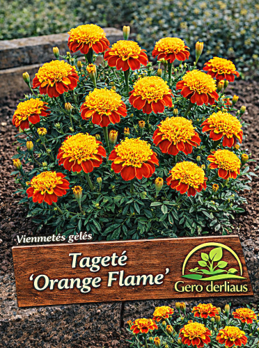 Gvazdikiniai serenčiai 'Orange Flame' Sėklų 1g (Tagetes patula nana)
