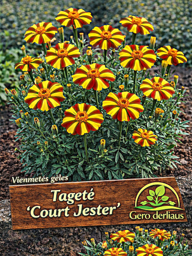 Gvazdikiniai serenčiai 'Court Jester' Sėklų 0,5g  (Tagetes patula)