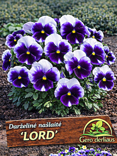 Darželinė našlaitė 'Lord' Sėklų 0,2g  ( Viola wittrockiana)
