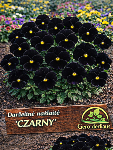 Darželinės našlaitės 'Czarny'  Sėklų 0,2g (Viola wittrockiana)