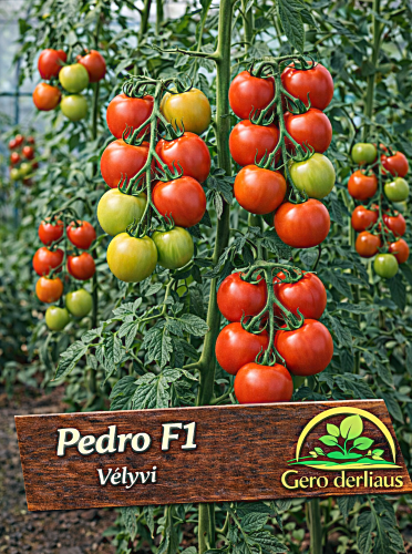 Valgomieji pomidorai Pedro F1 Sėklų 0,1g (Solanum lycopersicum)