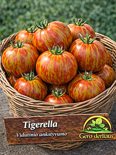 Valgomieji pomidorai 'Tigerella'  Sėklų 0,5g (Lycopersicon esculentum)