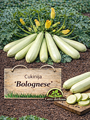 Cukinija 'Bolognese' Sėklų 2g (Cucurbita pepo)